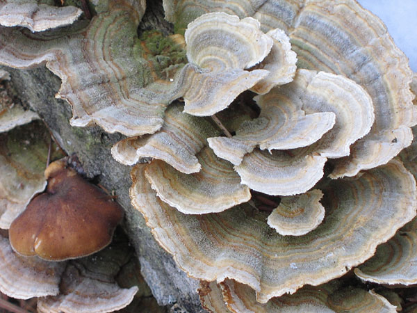 Fungus