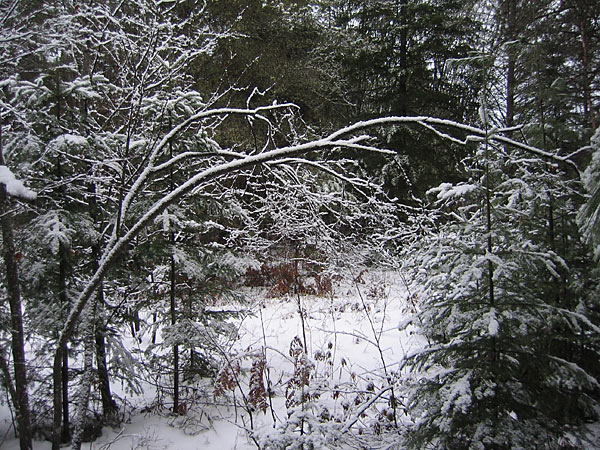 bush interior