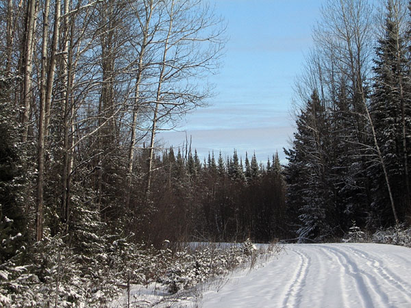 Baseline Road in the Petawawa Research Forest