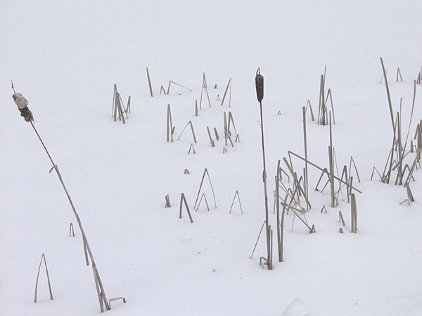 Bulrushes