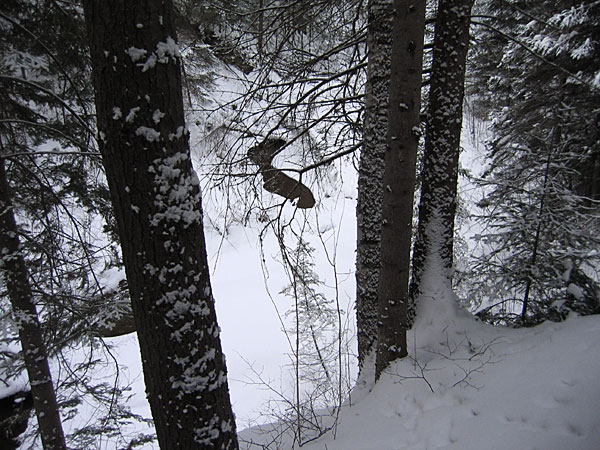 McConnell Creek Ravine