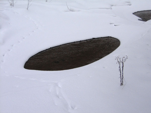 McConnell Creek Ravine