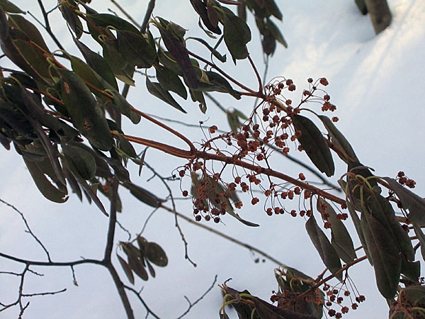 Sheeplaurel  Kalmia angustifolia