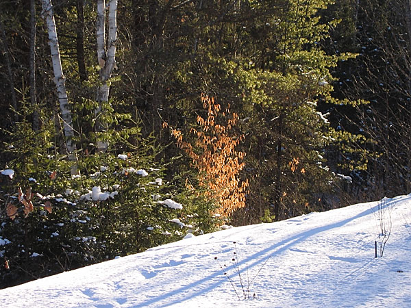 Beech tree with leaves in winter