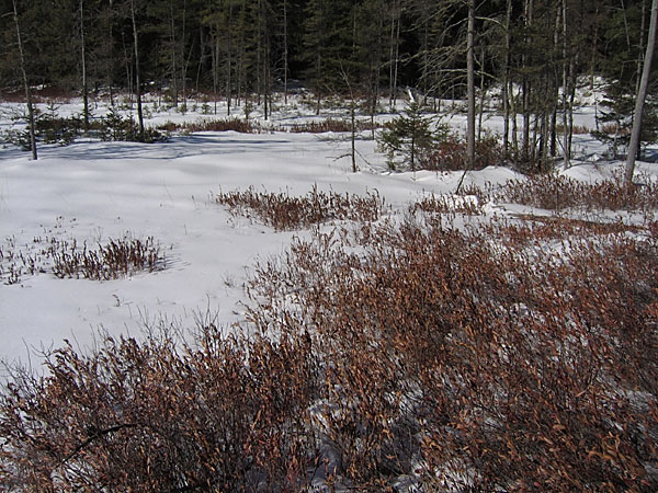 Leatherleaf  Chamaedaphne calyculata  in snow in Petawawa Research Forest