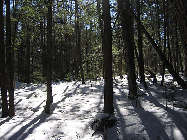 hemlock regeneration Petawawa Research Forest