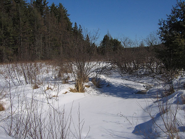 Young Creek in the Petawawa Research Forest