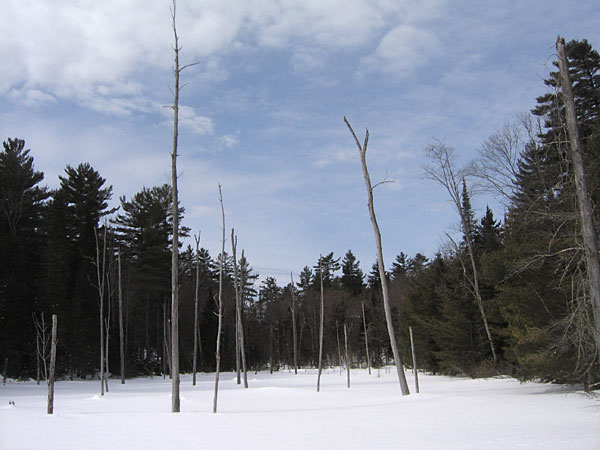 Beaver pond in the Petawawa Research Forest
