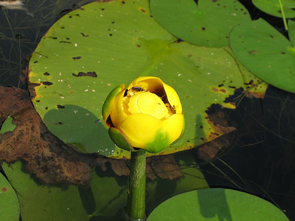 Bullhead Lily