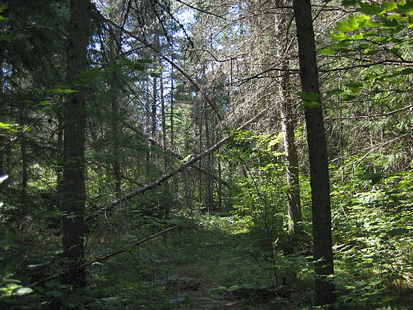 Jackpine Grove