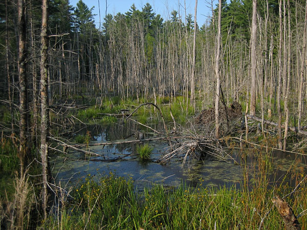 Beaver pond in the Petawawa Research Forest