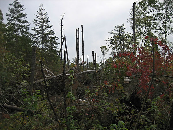 storm damage along the Wenda Lake Portage