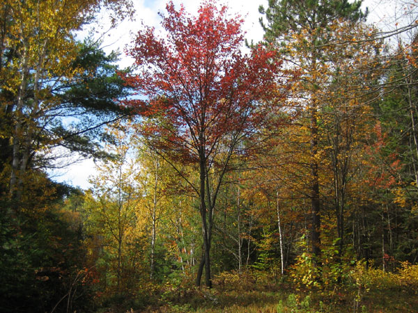 Red Maple