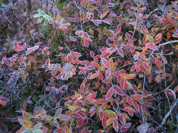 Frosty Blueberries