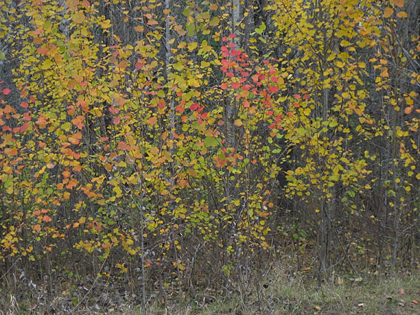 Late Season Colour