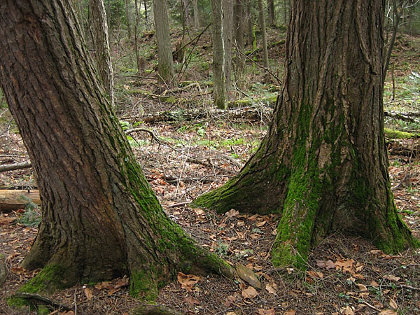 hemlocks along the Booths Rock Trail in Algonquin Park