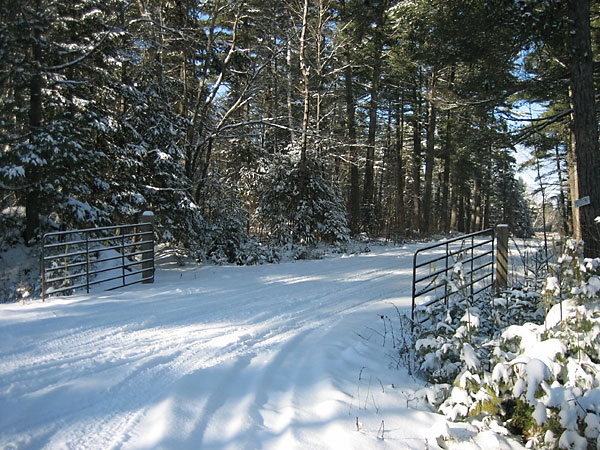 Meridian Road in the Petawawa Research Forest
