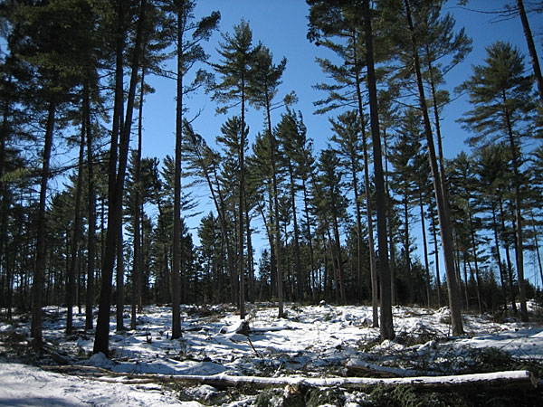 Logging Meridian Road Petawawa Research Forest