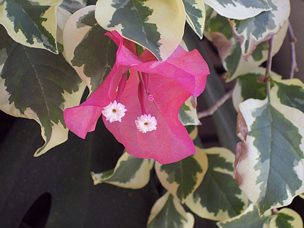 Bougainvillea