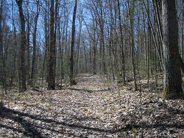 School House Road in the Petawawa Research Forest