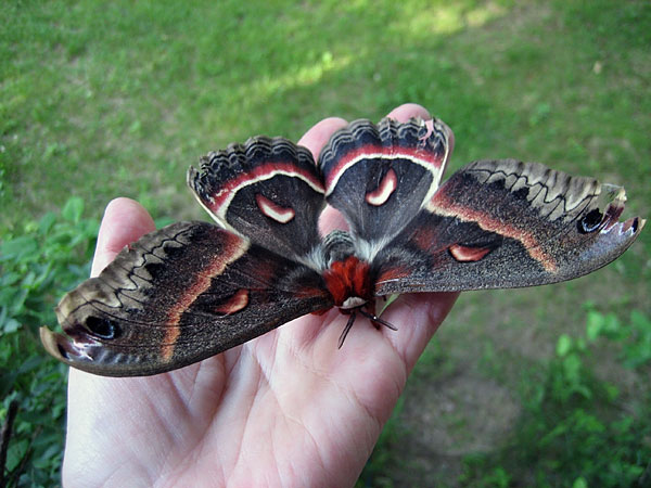 cecropia moth