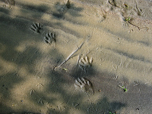 Raccoon tracks