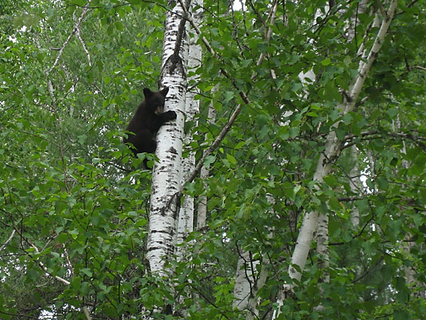 black bear cub in tree