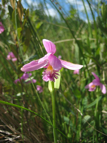 Pogonia ophioglossoides  Rose Pogonia