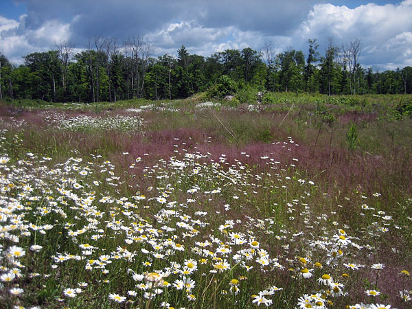 Daisies and grass in a clearcut in Petawawa Research Forest