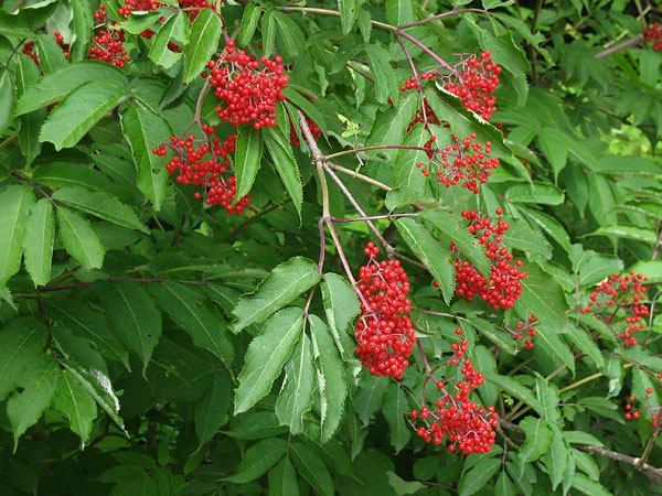 Common Elderberry  Sambucus canadensis