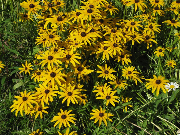 Browneyed Susans