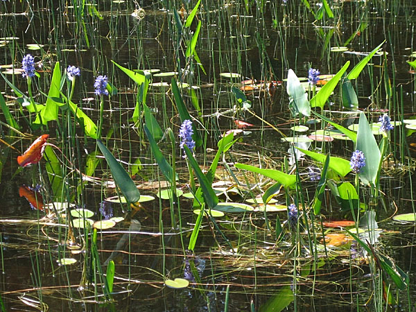 Pontederia cordata  Pickerel Weed