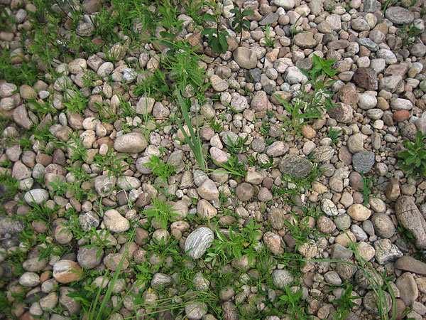 Gravel beach at Presquisle on the Ottawa River near Point Alexander