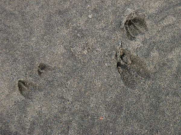 Deer tracks on beach at Presquisle on the Ottawa River near Point Alexander