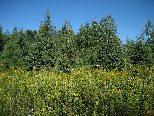 clear cut succession