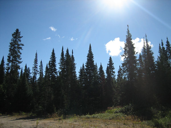 Spruce Trees in the Petawawa Research Forest