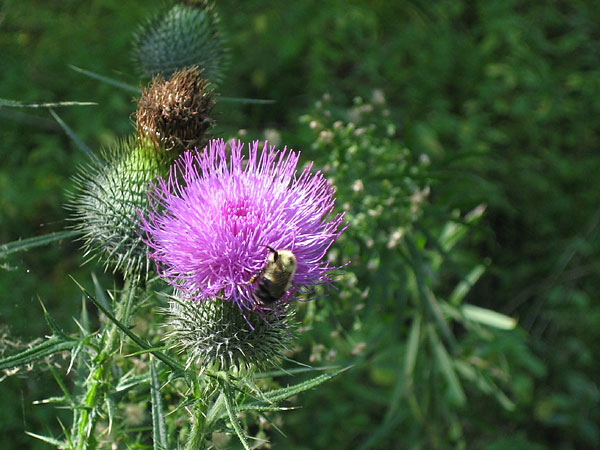 Thistle with Bee