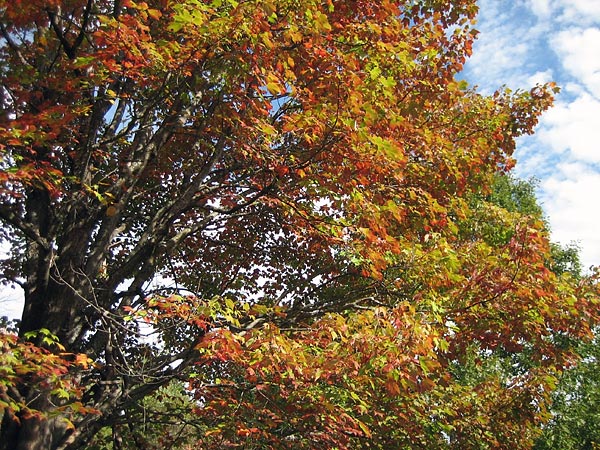 fall thanksgiving