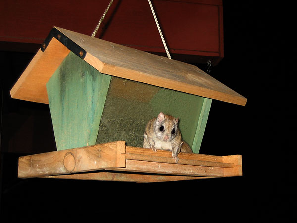 northern flying squirrel on bird feeder