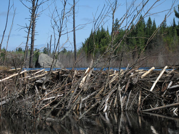 Beaver Dam in the Petawawa Research Forest