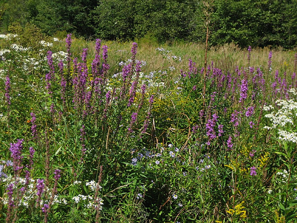 Late summer wildflowers