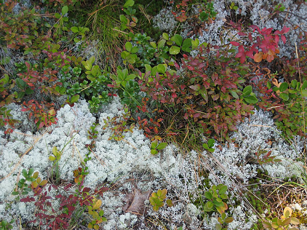 ground cover along the Berm Lake Trail in Algonquin Park