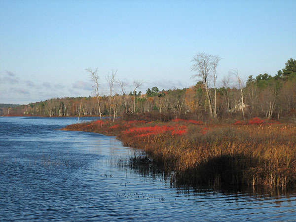 winterberry along the Chalk River at Corry Lake