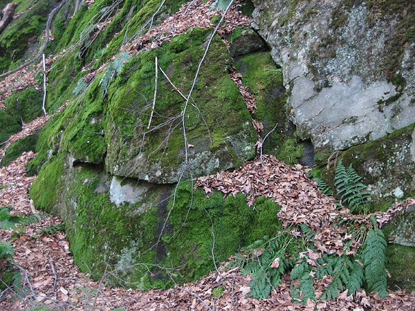 moss covered rocks along the Track and Tower Trail in Algonquin Park
