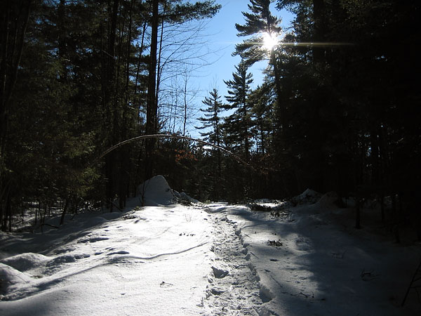 R5 in the Petawawa Research Forest
