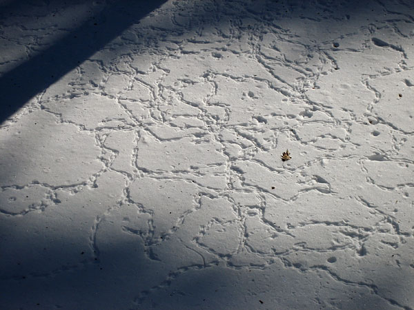 Bird tracks in snow