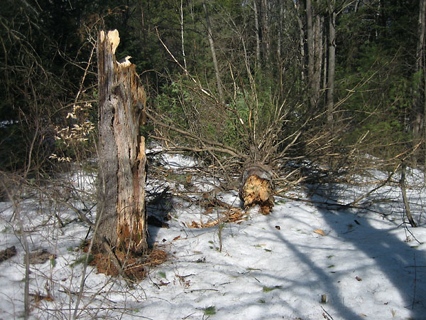 Broken White Pine