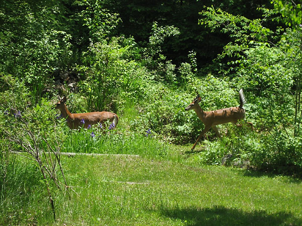whitetailed deer