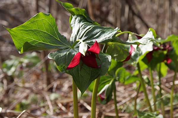 Trillium erectum Illscent Trillium Red Trillium Wakerobin