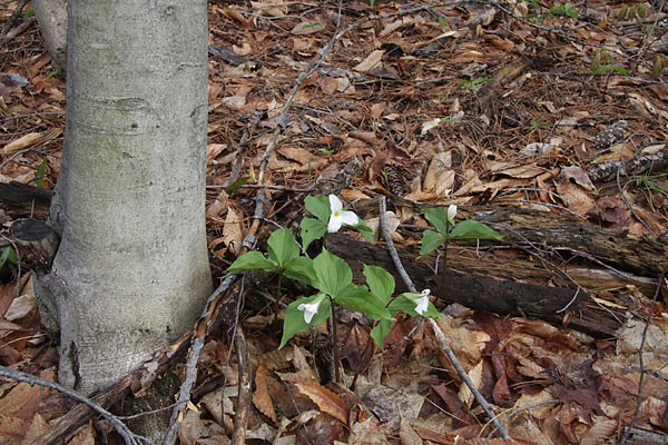 Trillium grandiflorum White Trillium in the Petawawa Research Forest